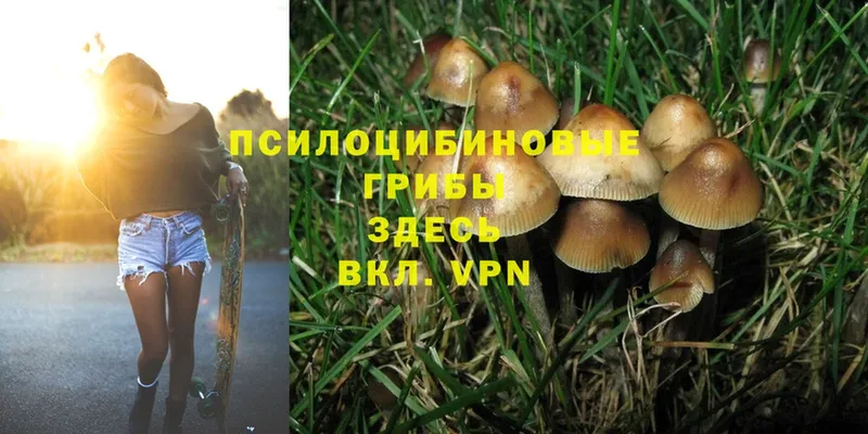 Псилоцибиновые грибы Magic Shrooms  Звенигород 